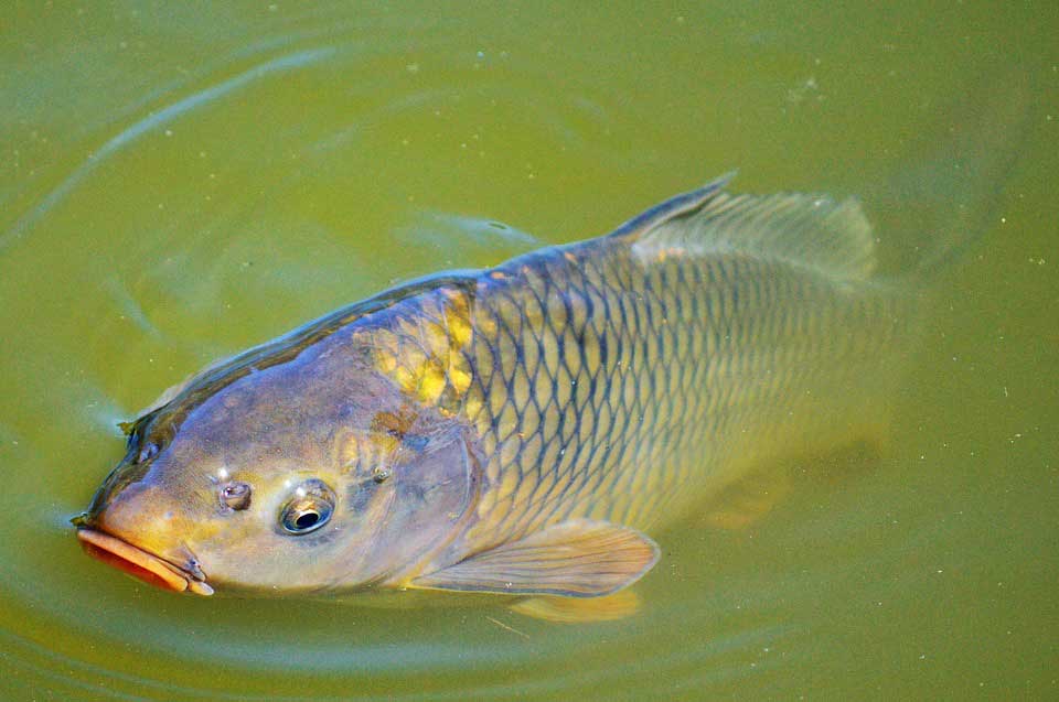imagen de una carpa