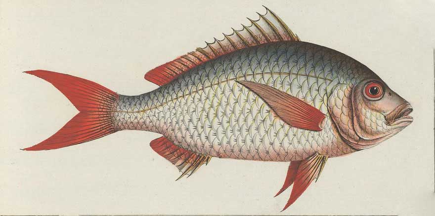 imagen de una mojarra