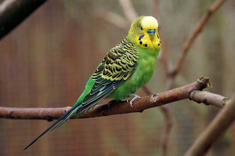 imagen de un perico